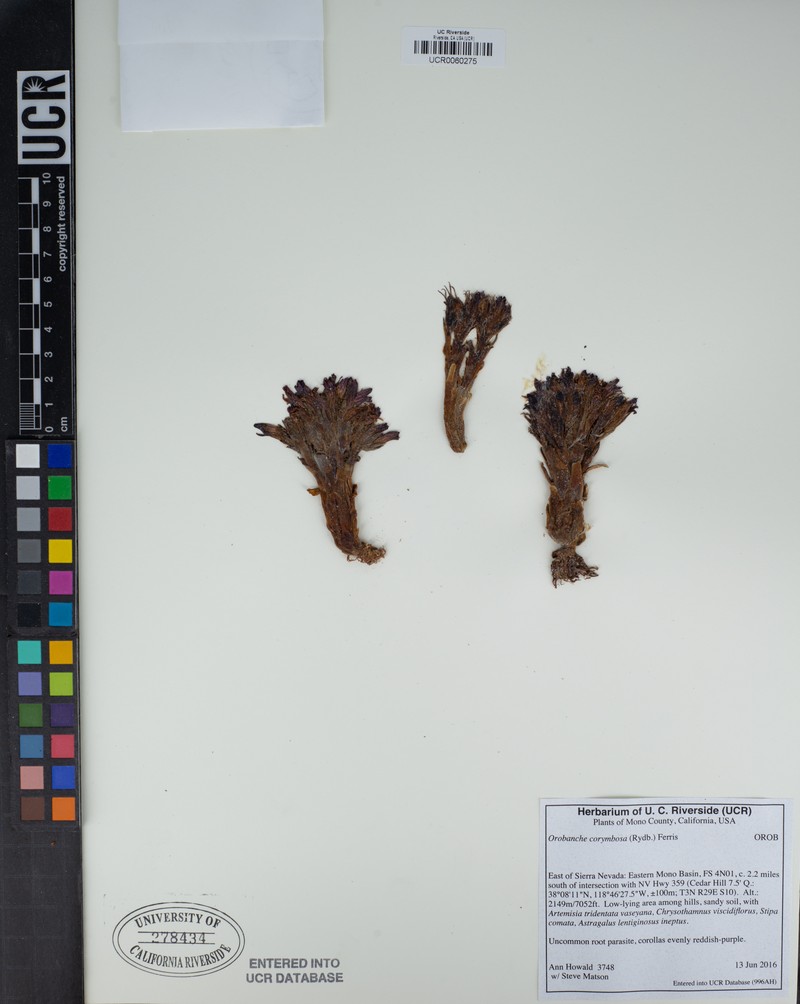 Flat-Top Broomrape photo 6