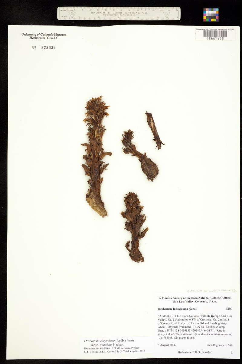 Orobanche corymbosa subsp. mutabilis photo 2