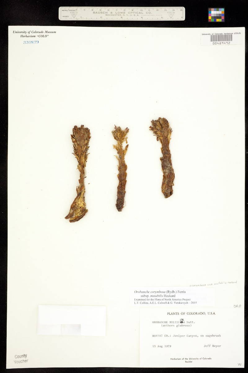 Orobanche corymbosa subsp. mutabilis photo 3