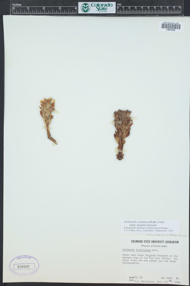 Orobanche corymbosa subsp. mutabilis