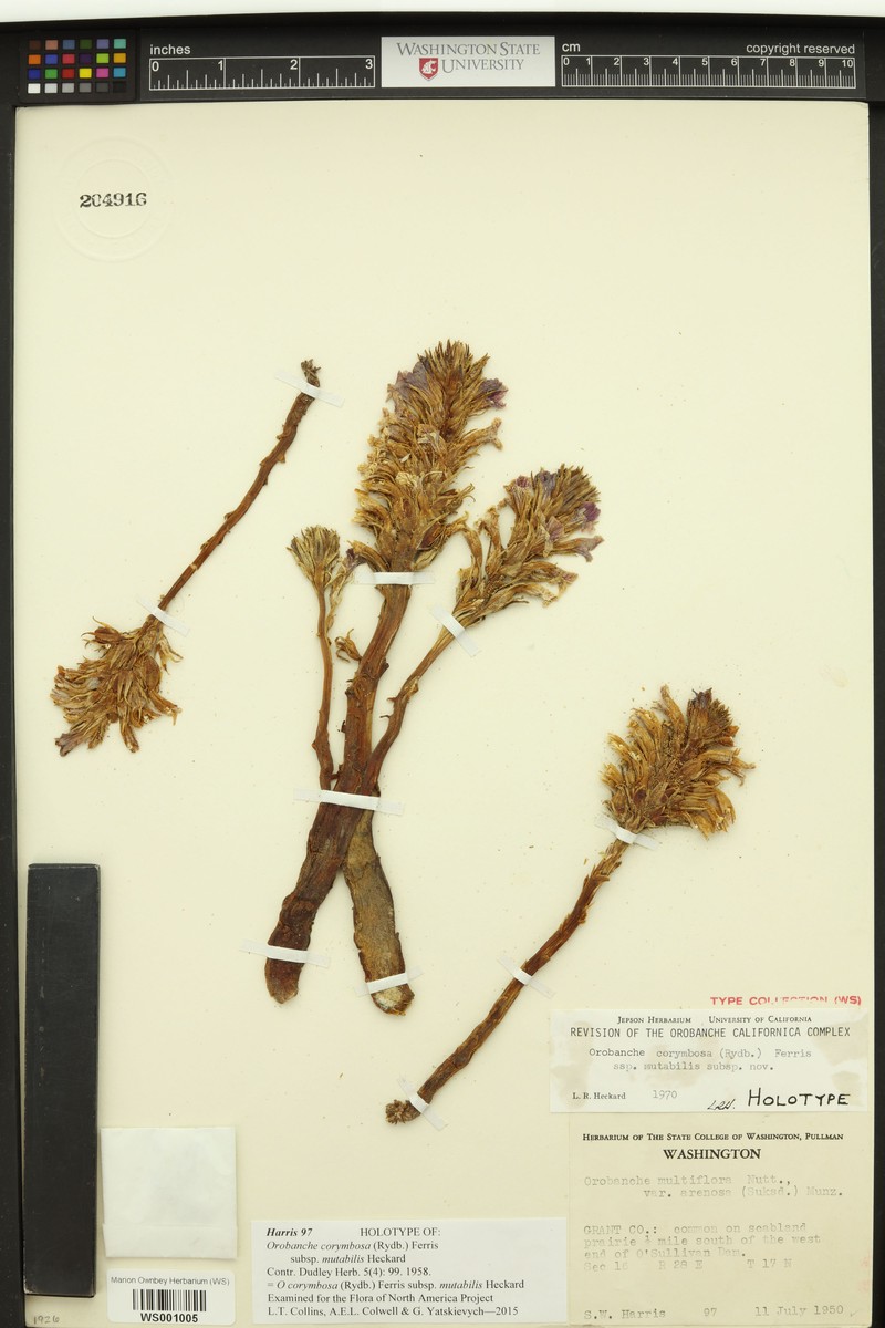 Orobanche corymbosa subsp. mutabilis photo 2
