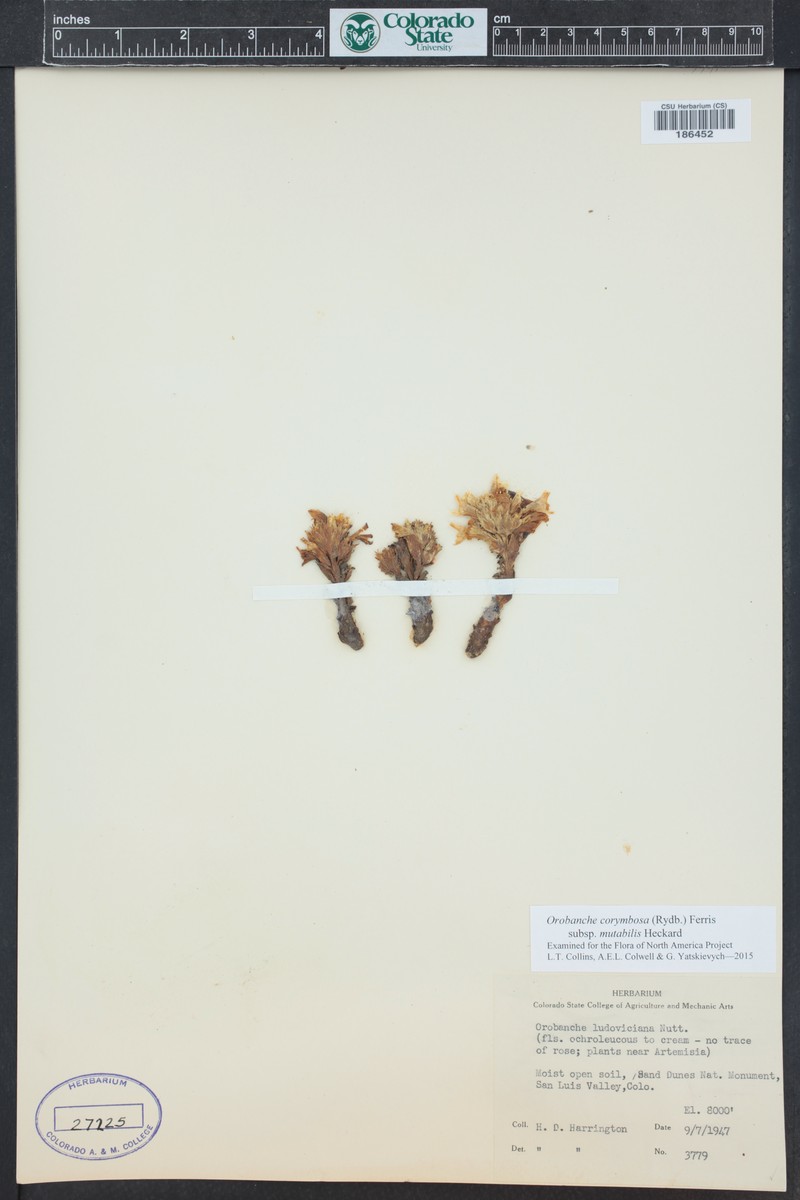 Orobanche corymbosa subsp. mutabilis photo 3
