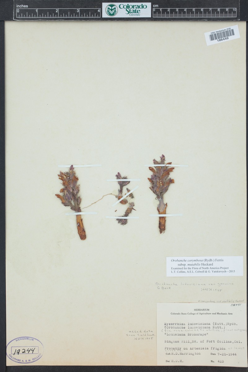 Orobanche corymbosa subsp. mutabilis photo 4