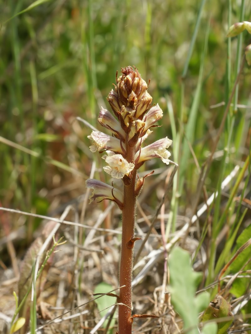 Bean Broomrape