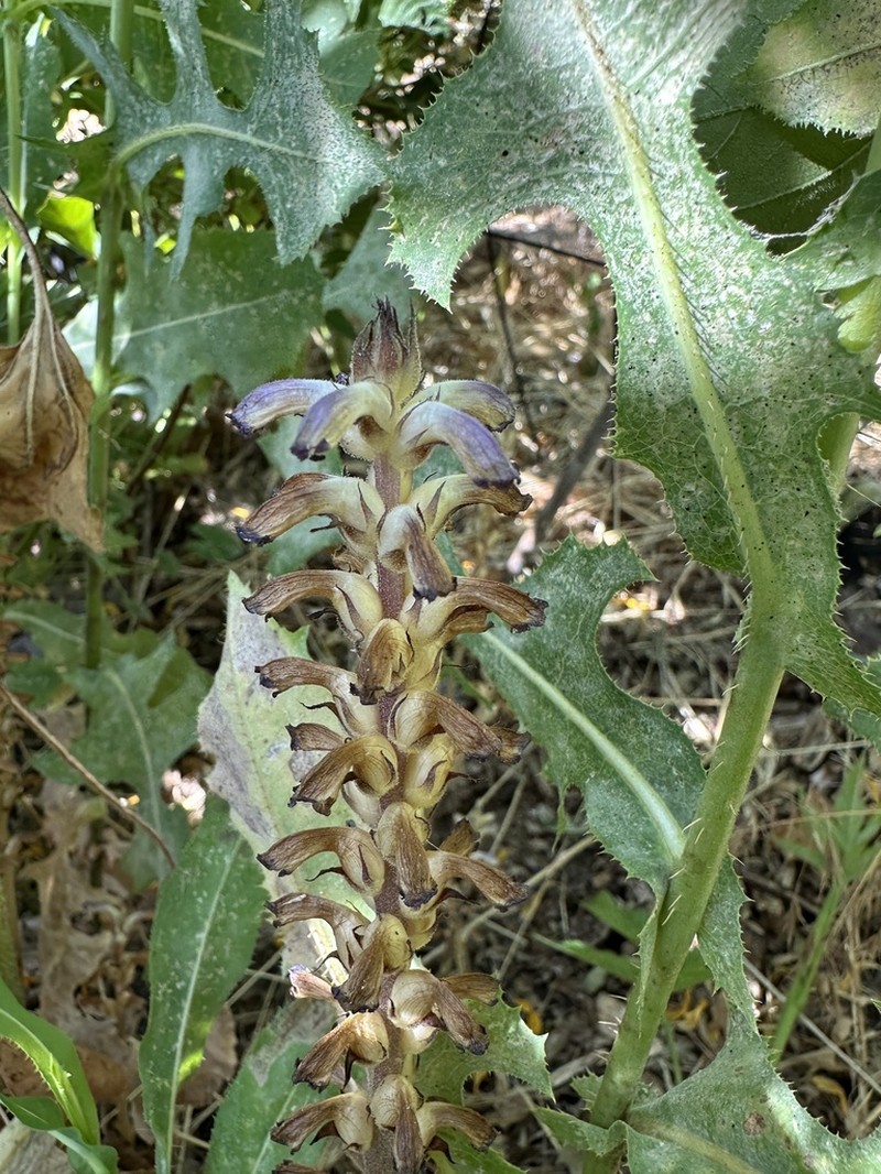 Orobanche cumana