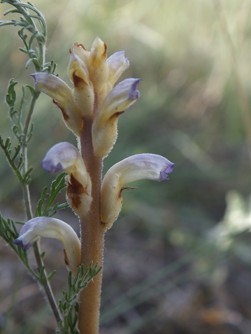 Orobanche cumana photo 2
