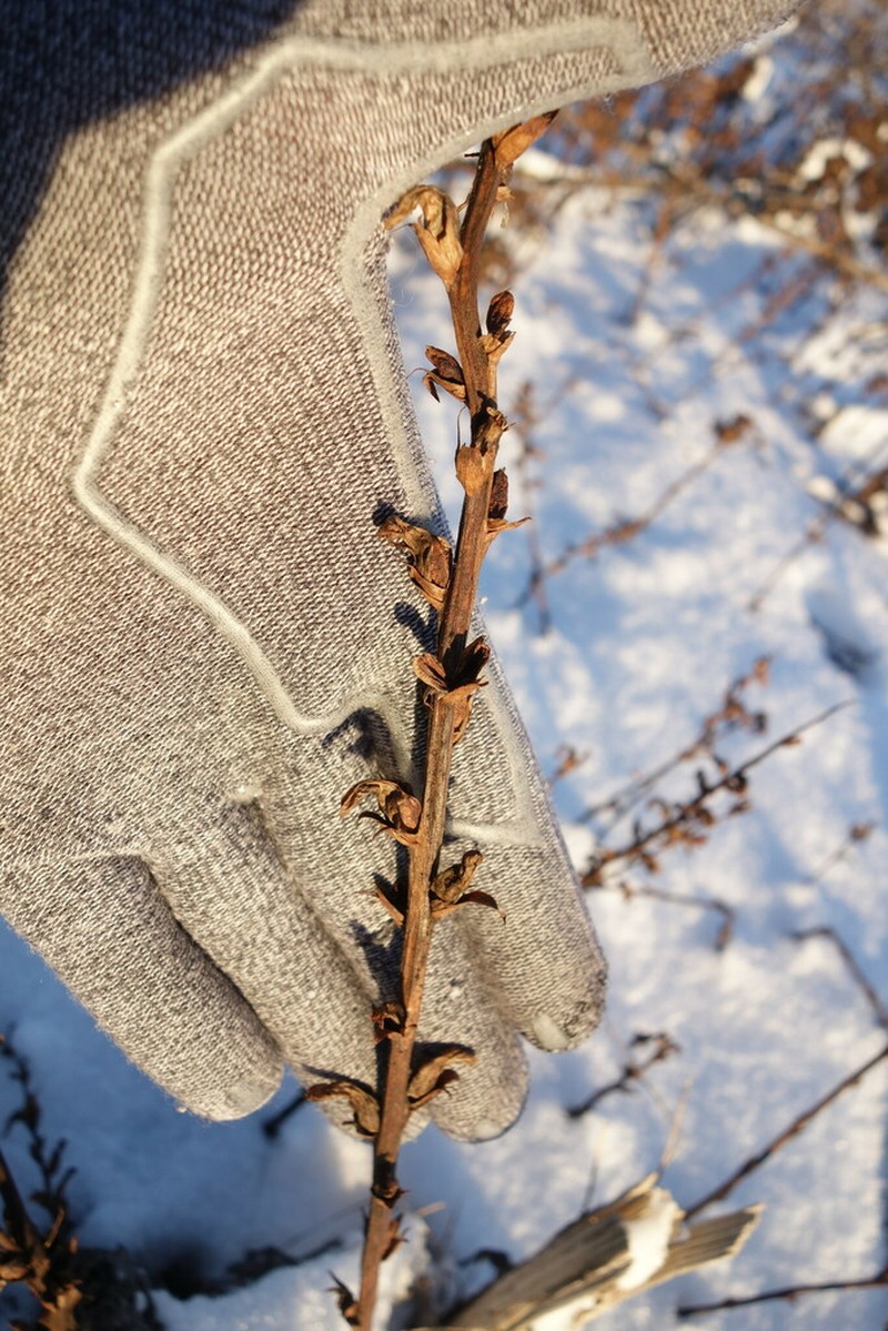 Orobanche cumana photo 3
