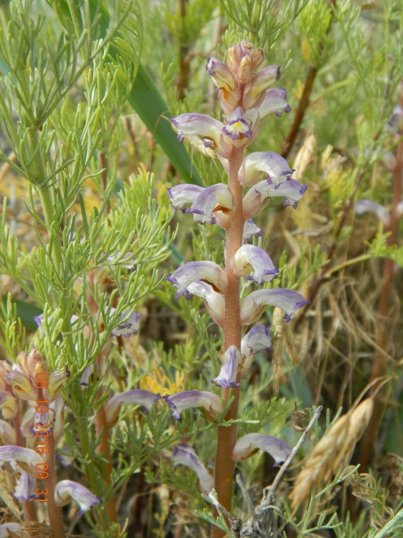 Orobanche cumana photo 4
