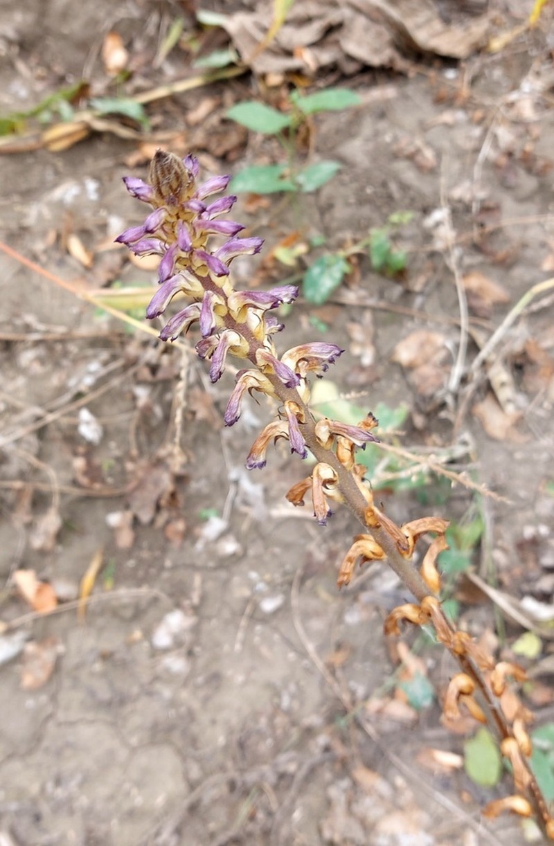 Orobanche cumana photo 5