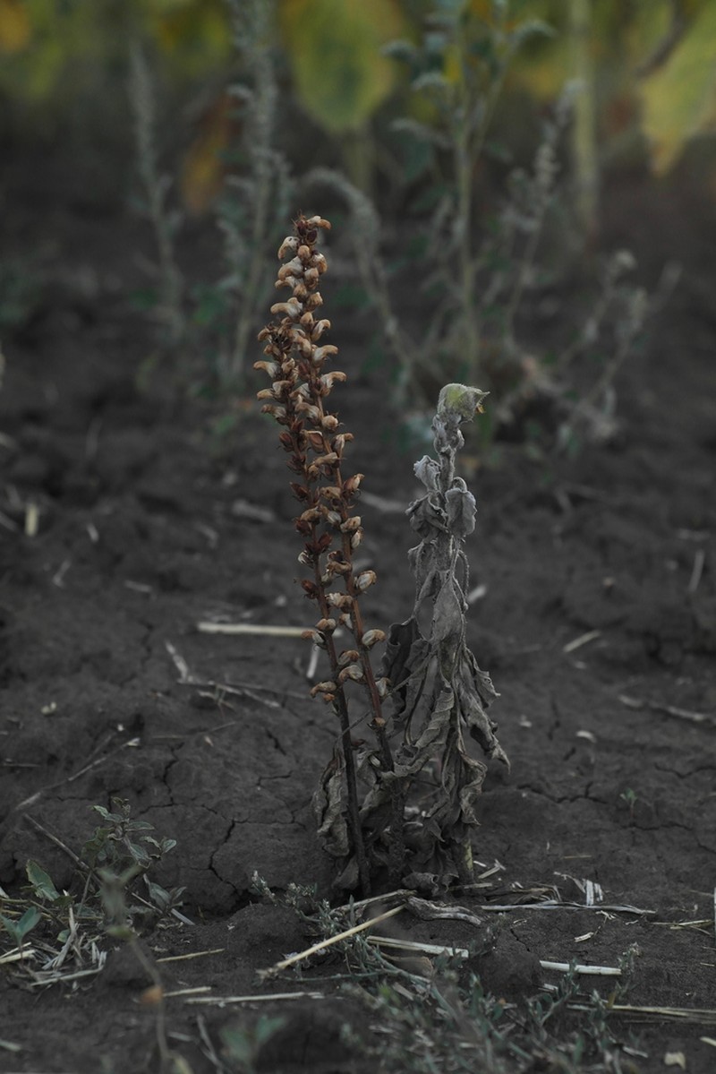 Orobanche cumana photo 6