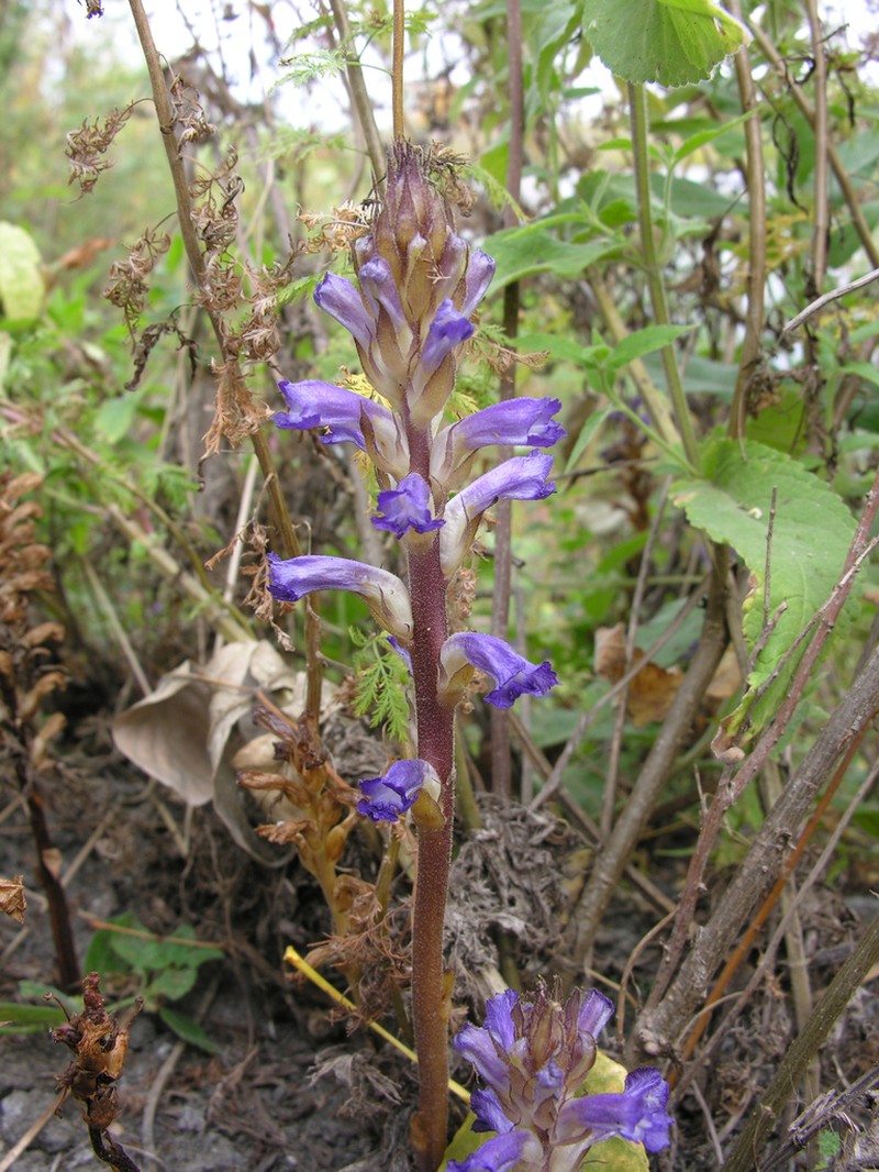 Orobanche cumana photo 7