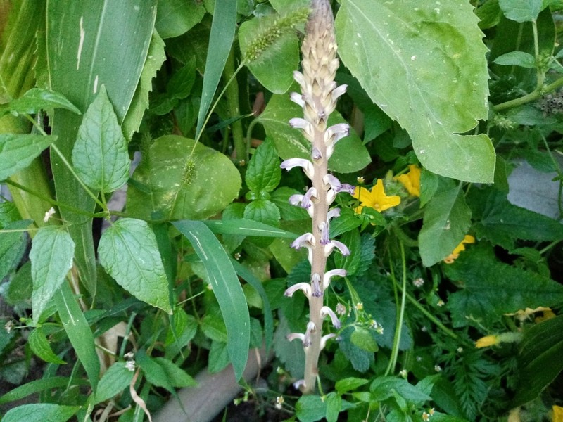 Orobanche cumana photo 8