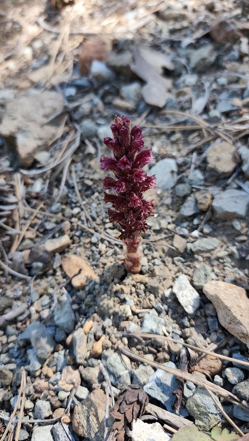 Orobanche cypria photo 2