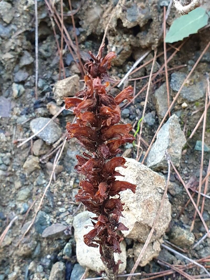 Orobanche cypria photo 3