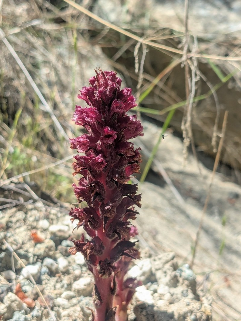 Orobanche cypria photo 4