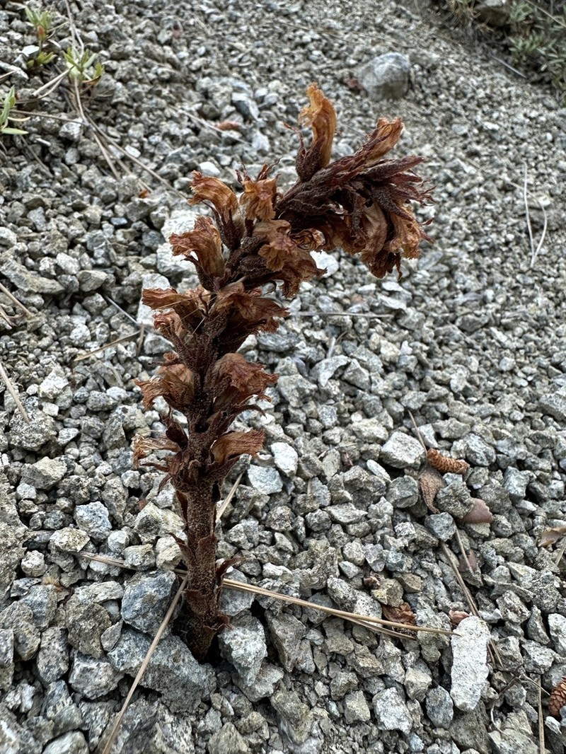 Orobanche cypria photo 5