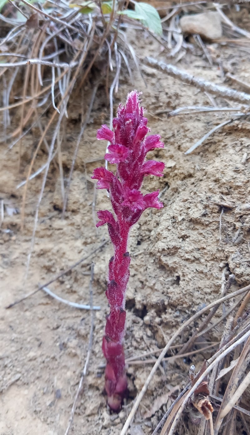 Orobanche cypria photo 8