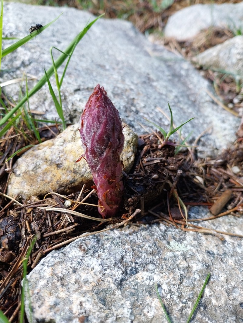Orobanche cyrnea