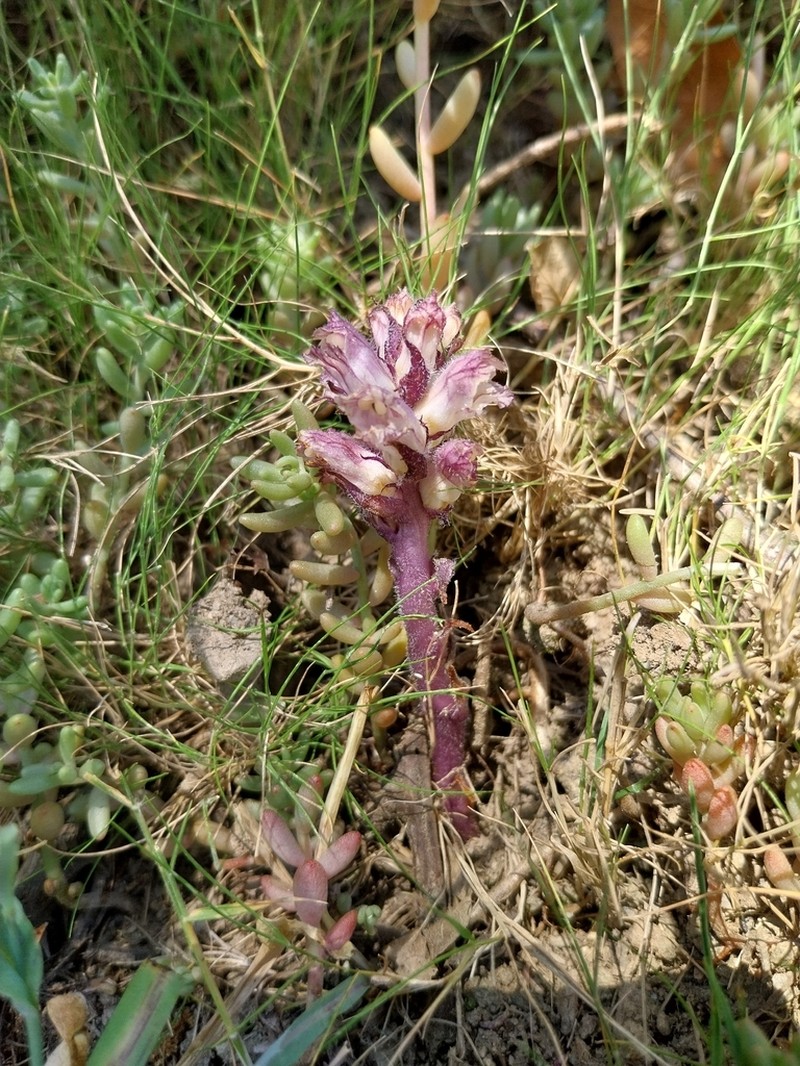 Orobanche cyrnea photo 2