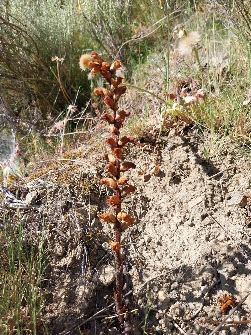 Orobanche cyrnea photo 3