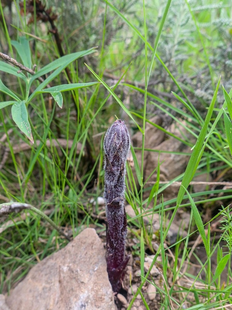 Orobanche cyrnea photo 4
