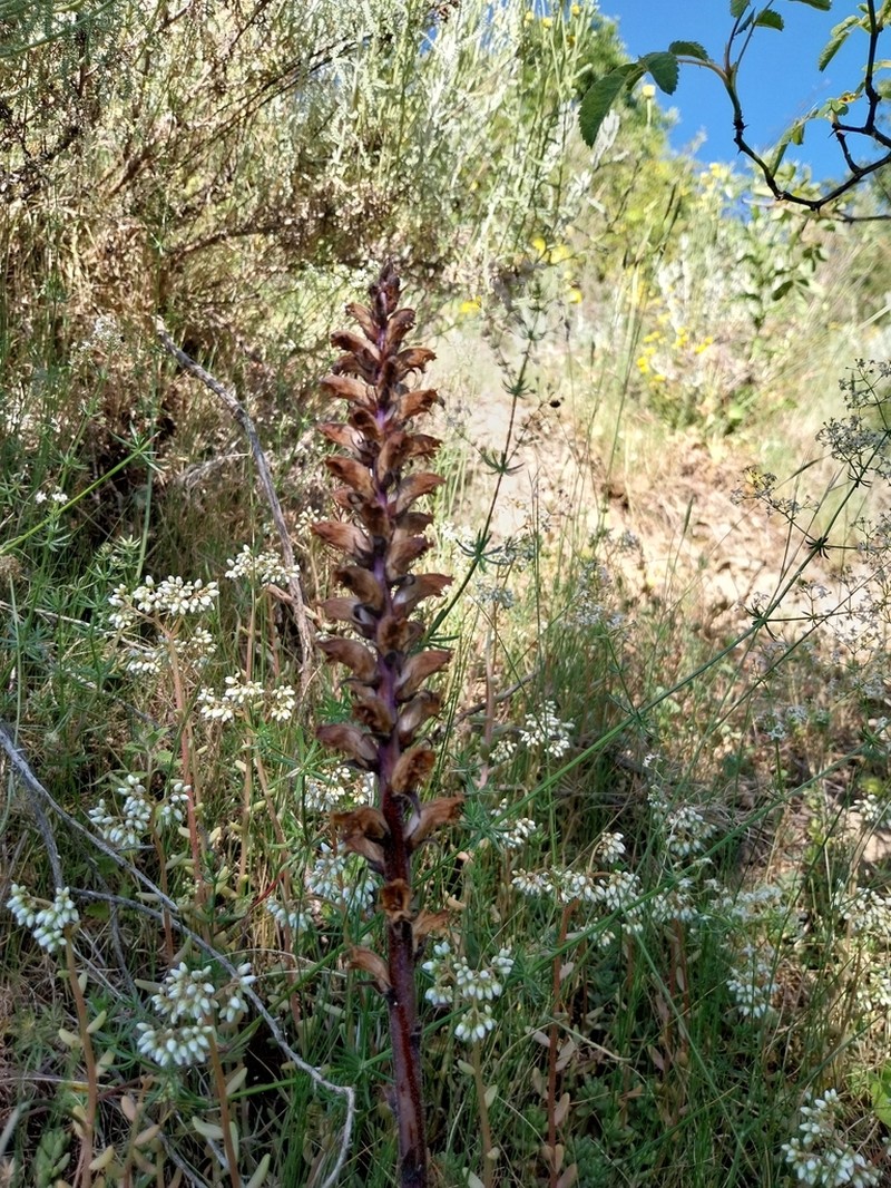 Orobanche cyrnea photo 5