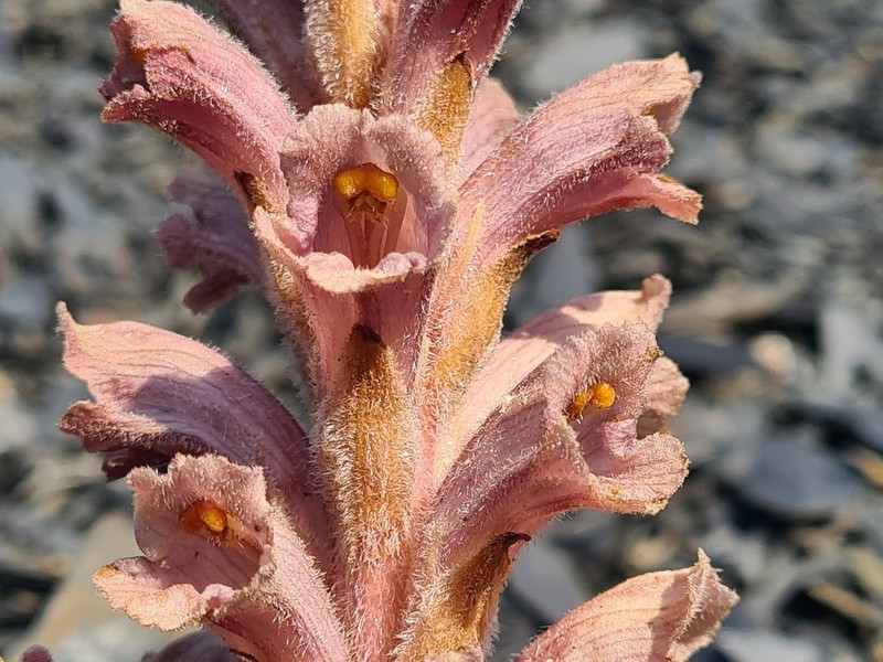 Orobanche dagestanica