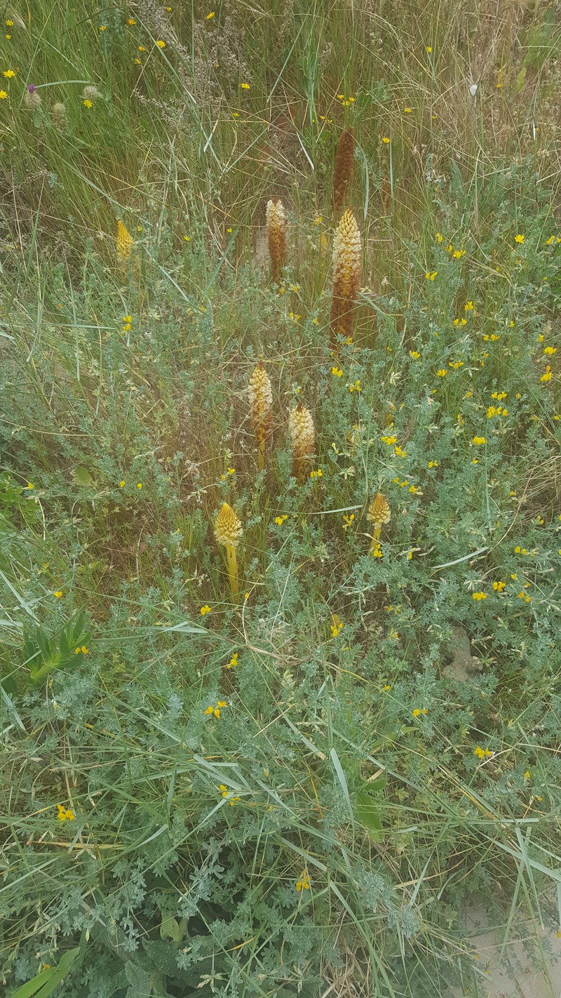 Orobanche densiflora
