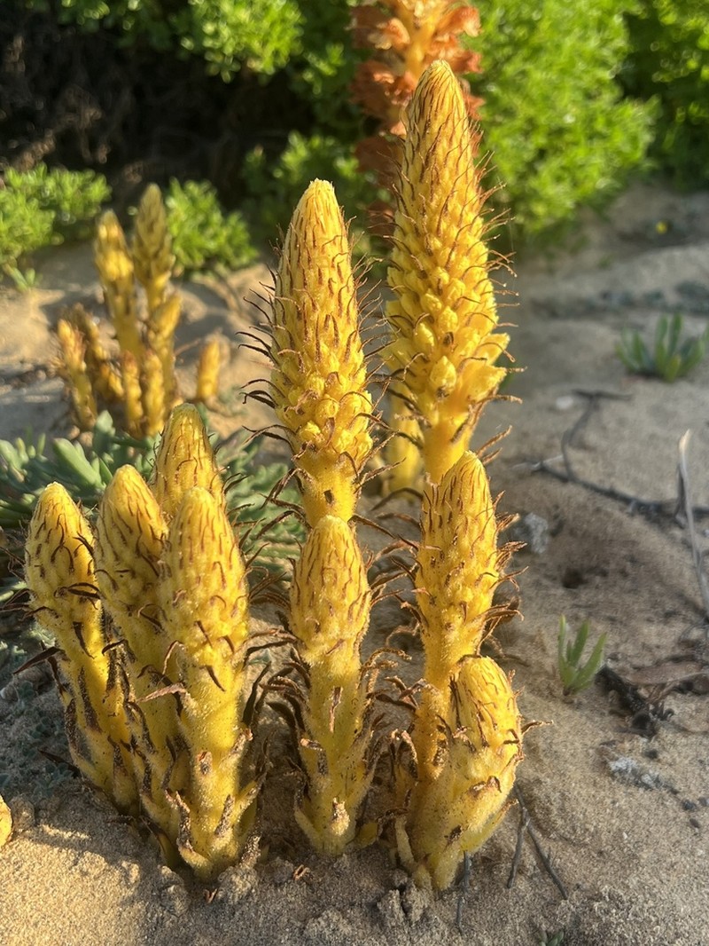 Orobanche densiflora photo 2