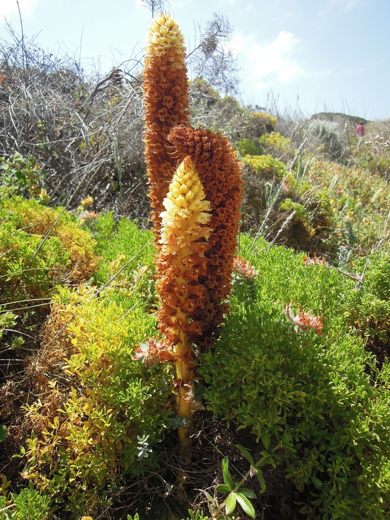Orobanche densiflora photo 3