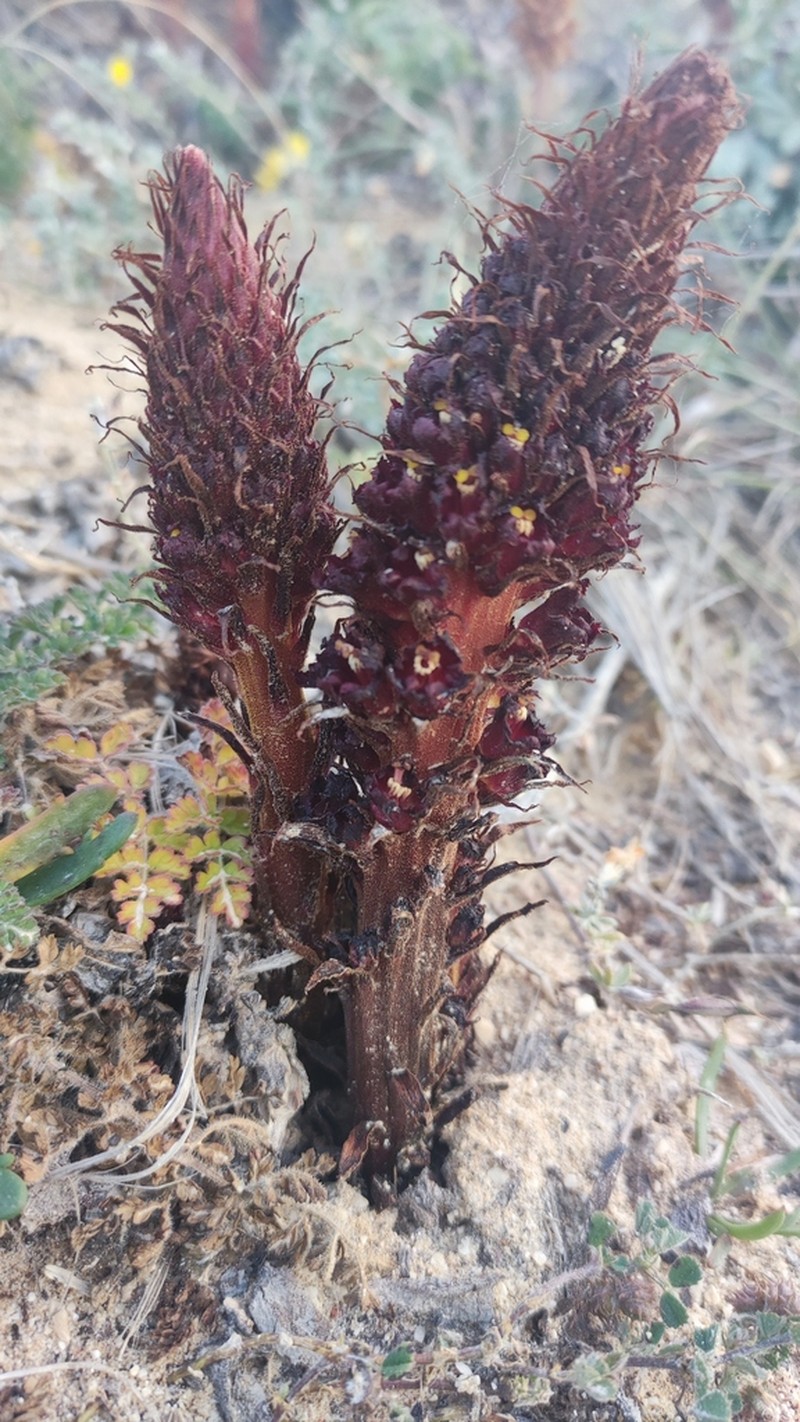 Orobanche densiflora photo 4