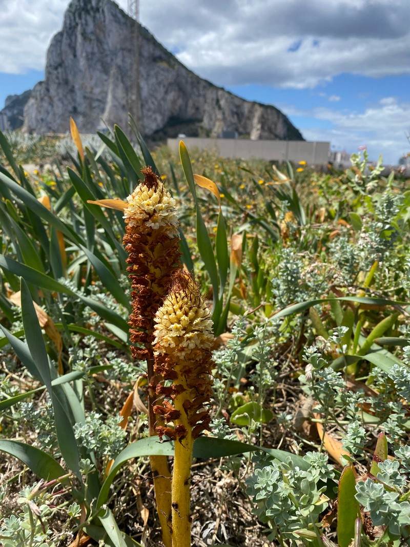 Orobanche densiflora photo 5