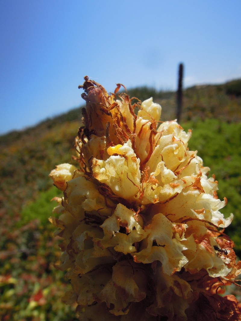 Orobanche densiflora photo 6