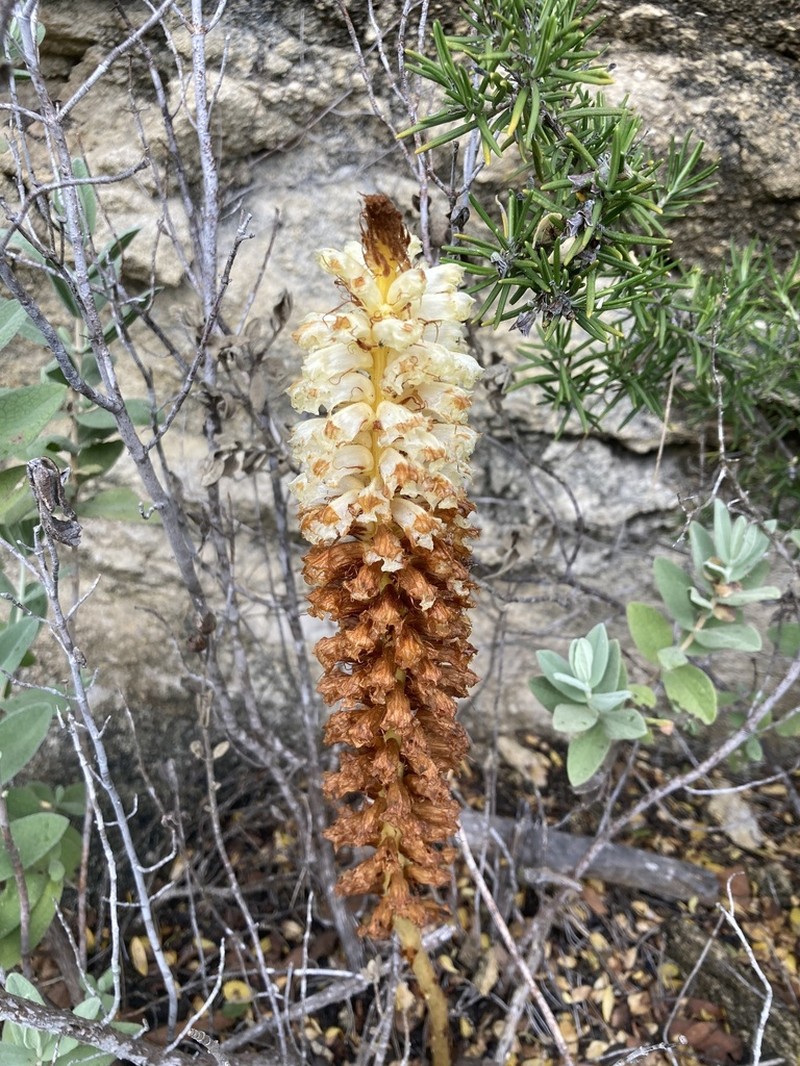 Orobanche densiflora photo 7