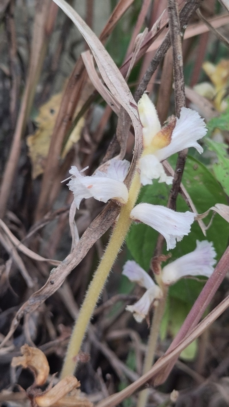 Orobanche dhofarensis