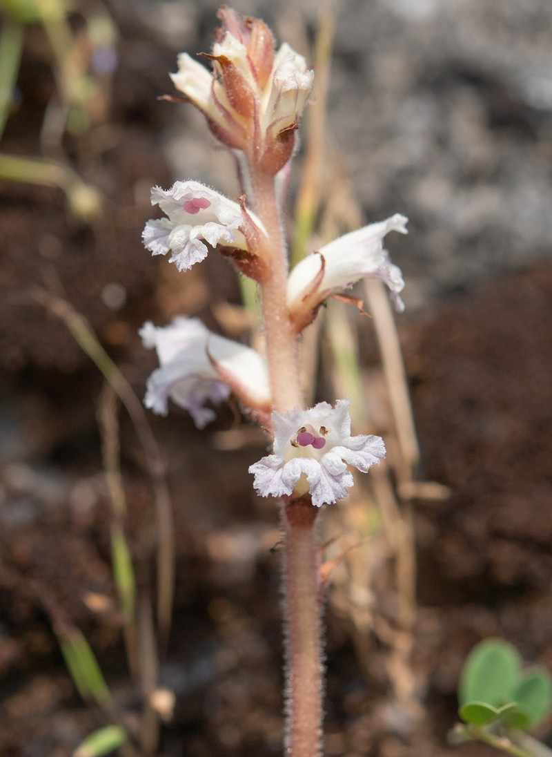 Orobanche dhofarensis photo 2