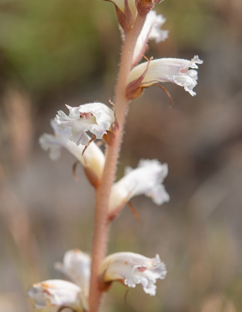 Orobanche dhofarensis photo 3