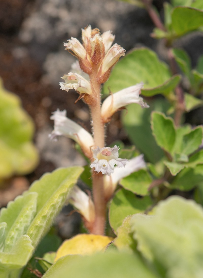 Orobanche dhofarensis photo 4