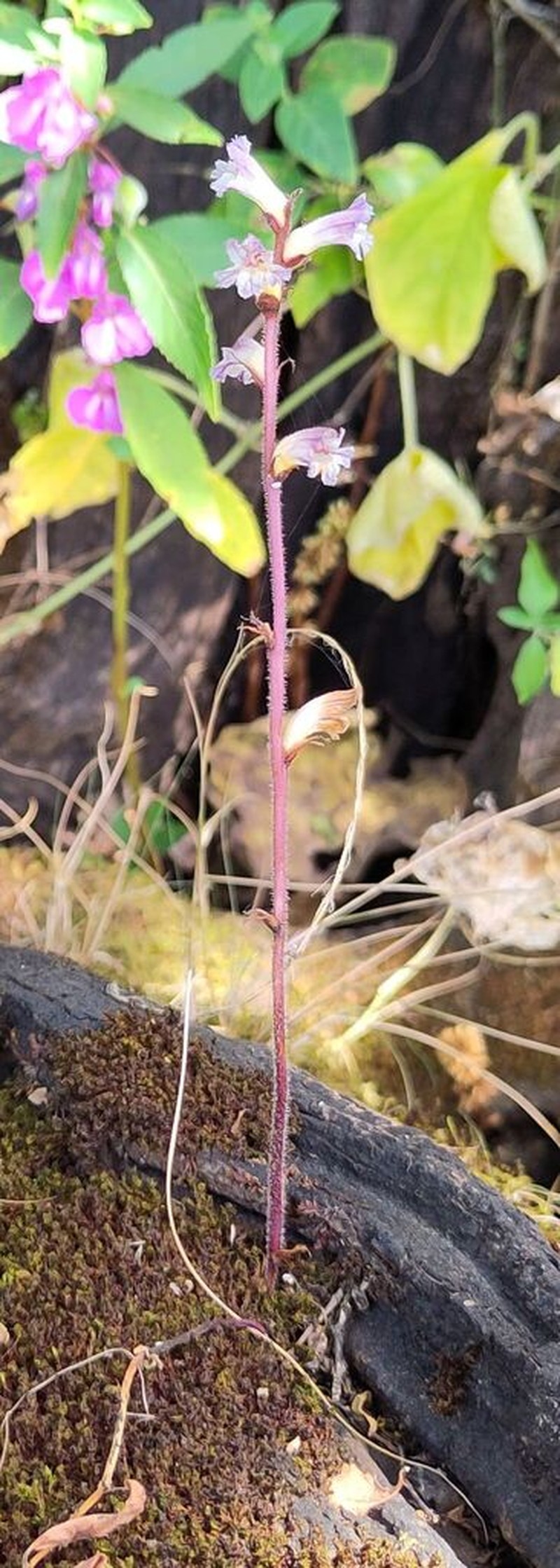 Orobanche dhofarensis photo 5