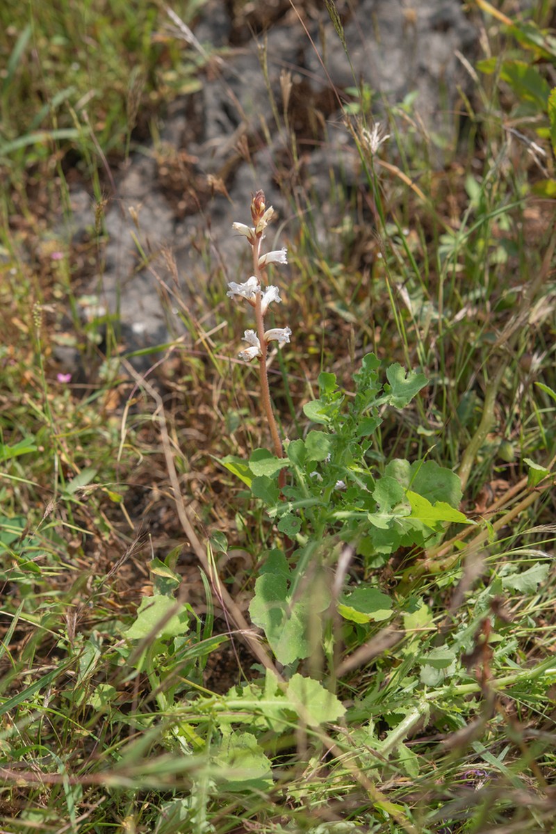 Orobanche dhofarensis photo 6