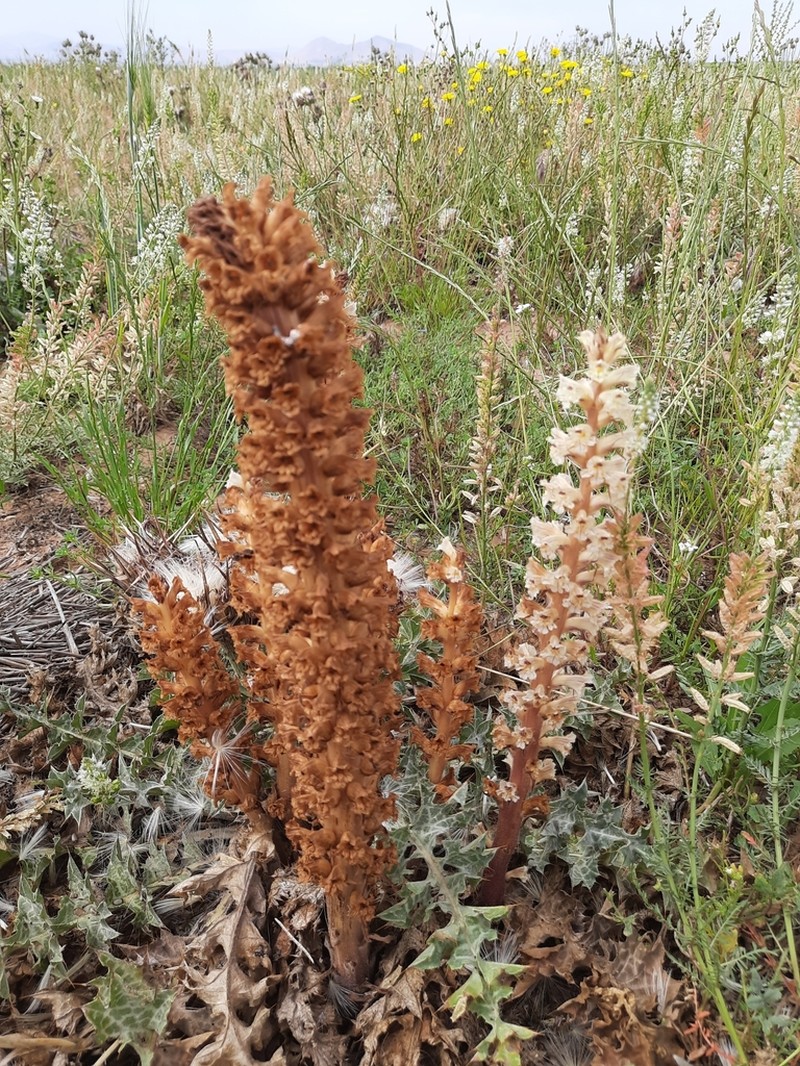 Orobanche dominae
