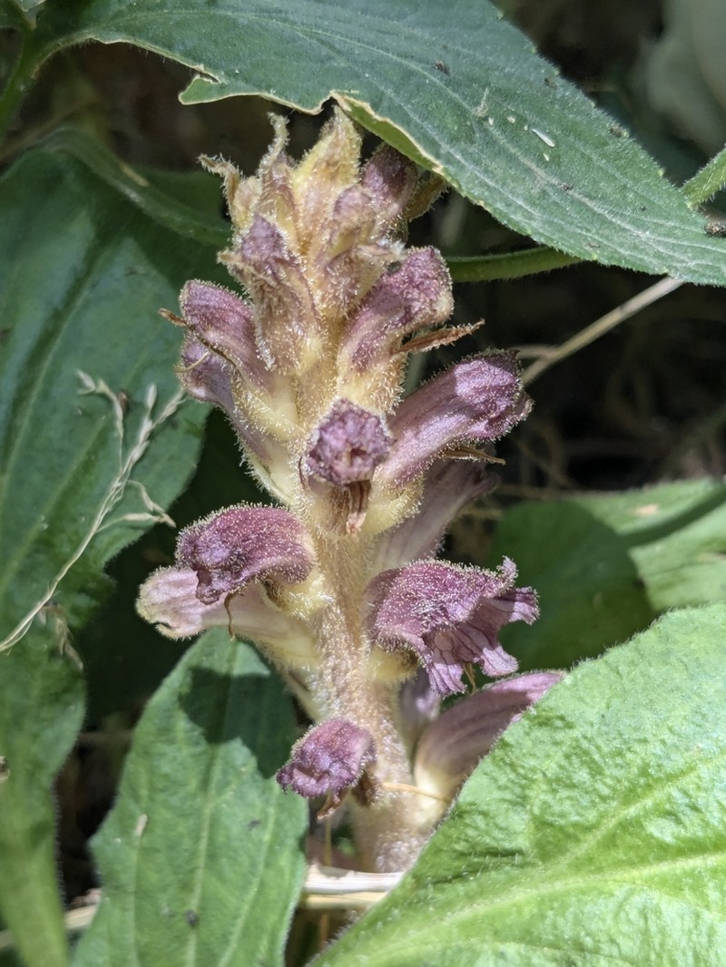 Orobanche ebuli photo 2