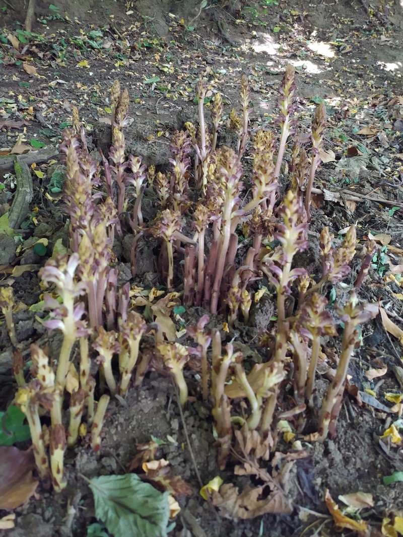 Orobanche ebuli photo 3