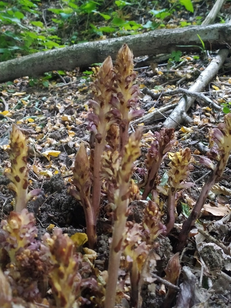 Orobanche ebuli photo 4