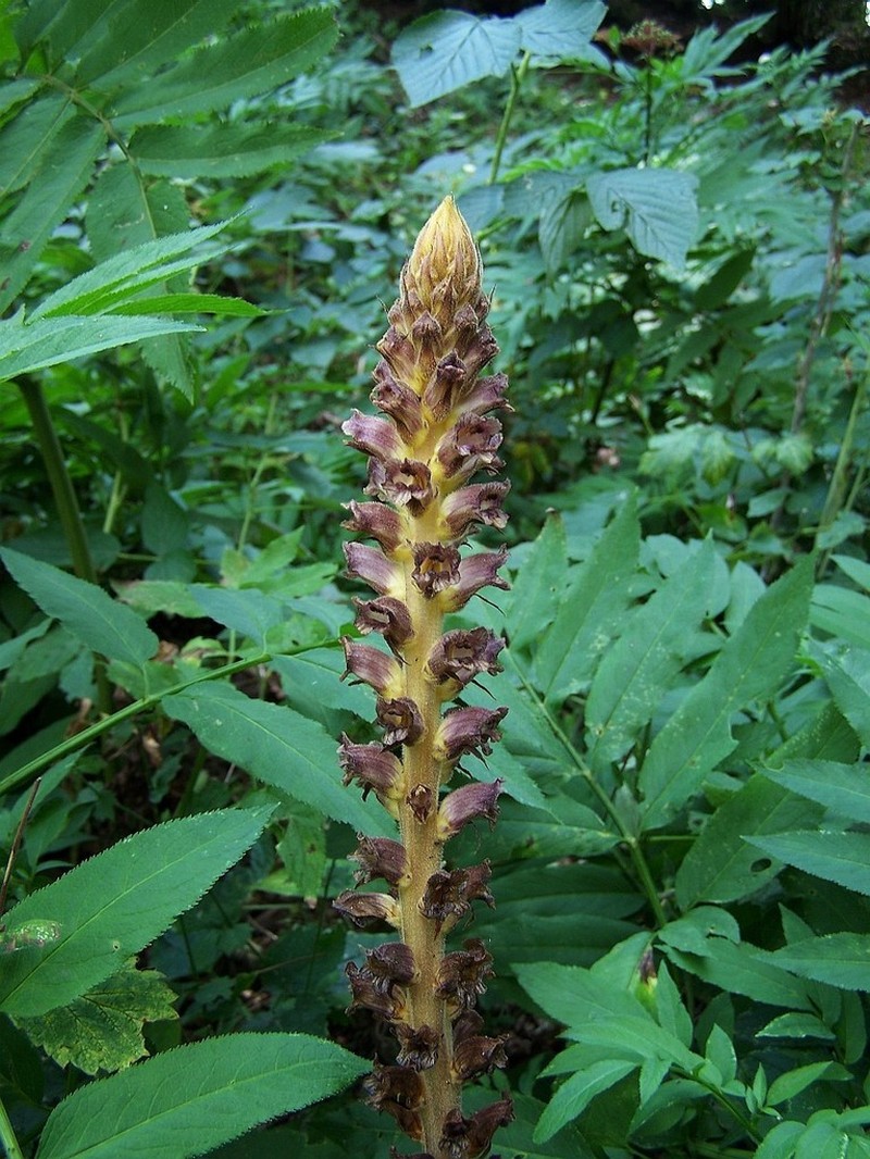 Orobanche ebuli photo 5