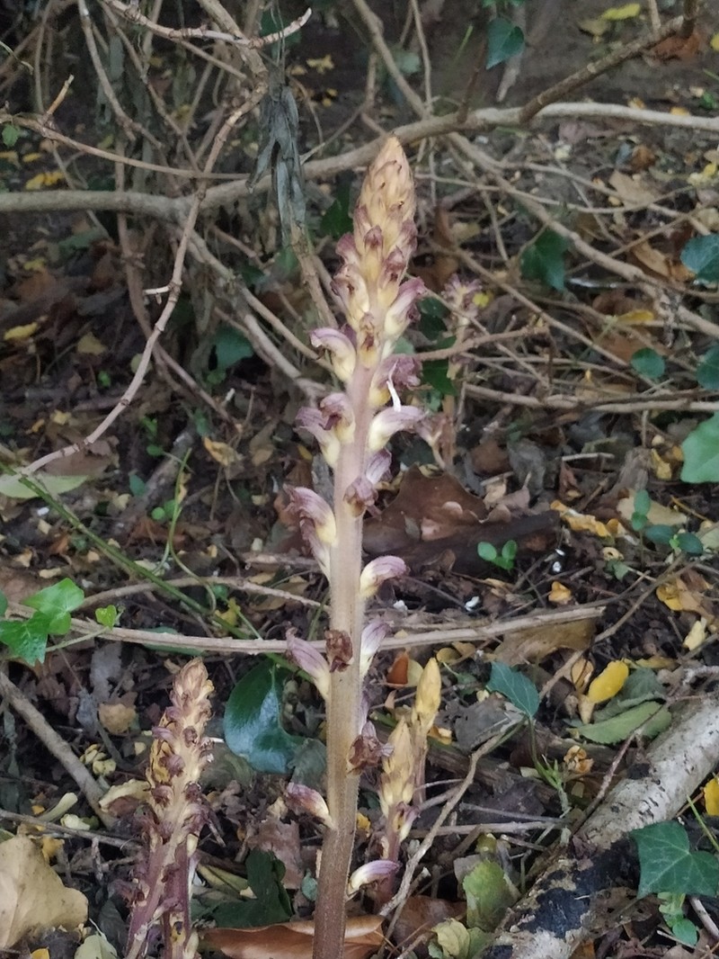 Orobanche ebuli photo 6