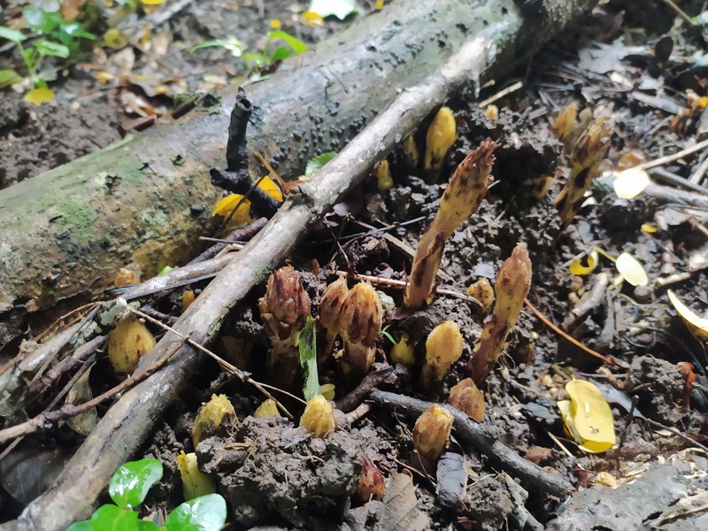 Orobanche ebuli photo 8