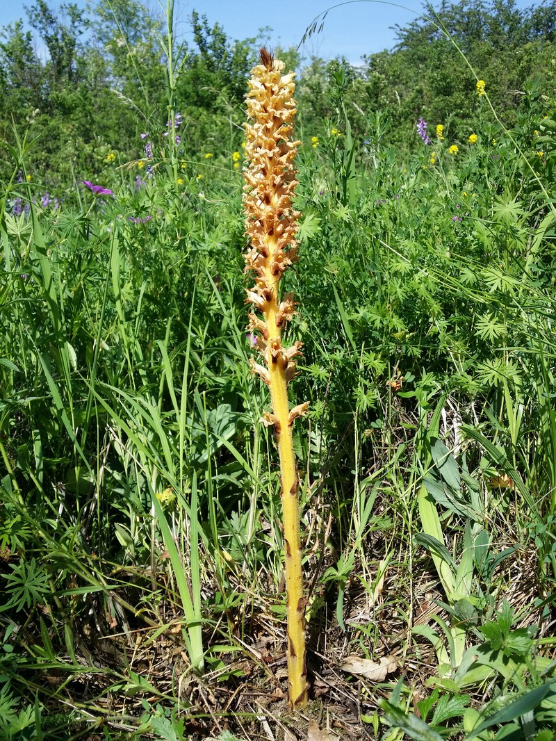 Orobanche elatior