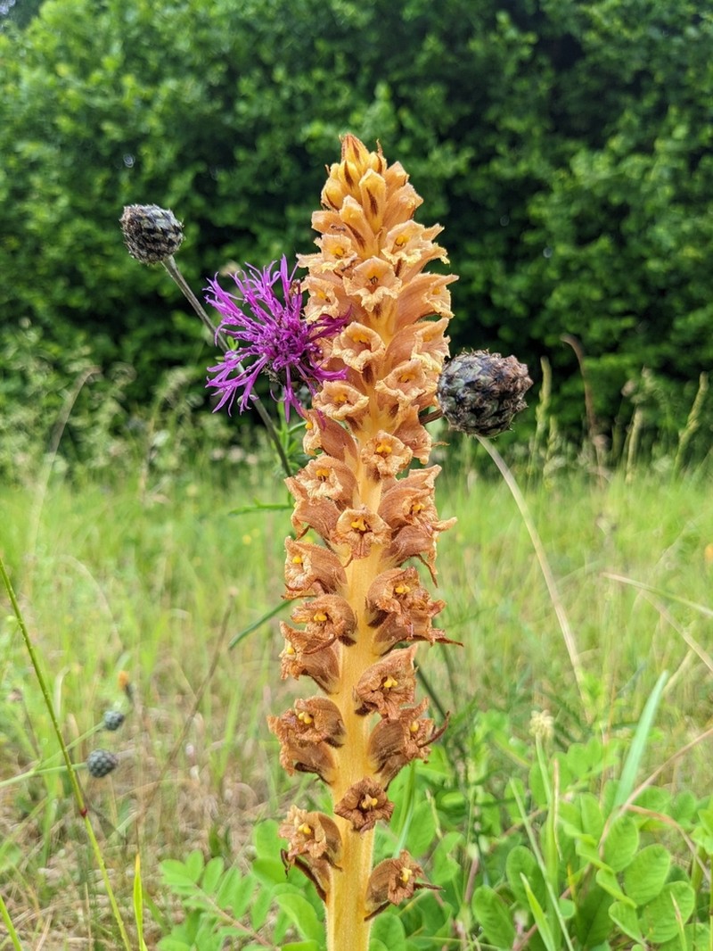 Orobanche elatior photo 2