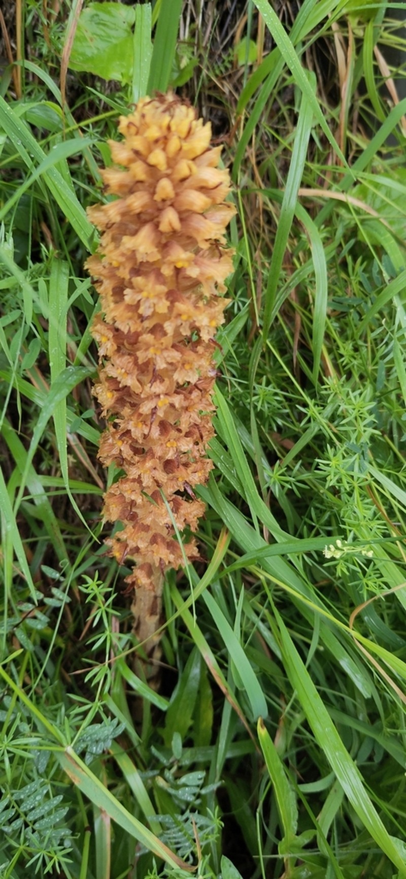 Orobanche elatior photo 3